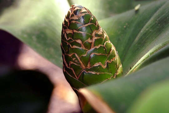 Image of stepladder ginger