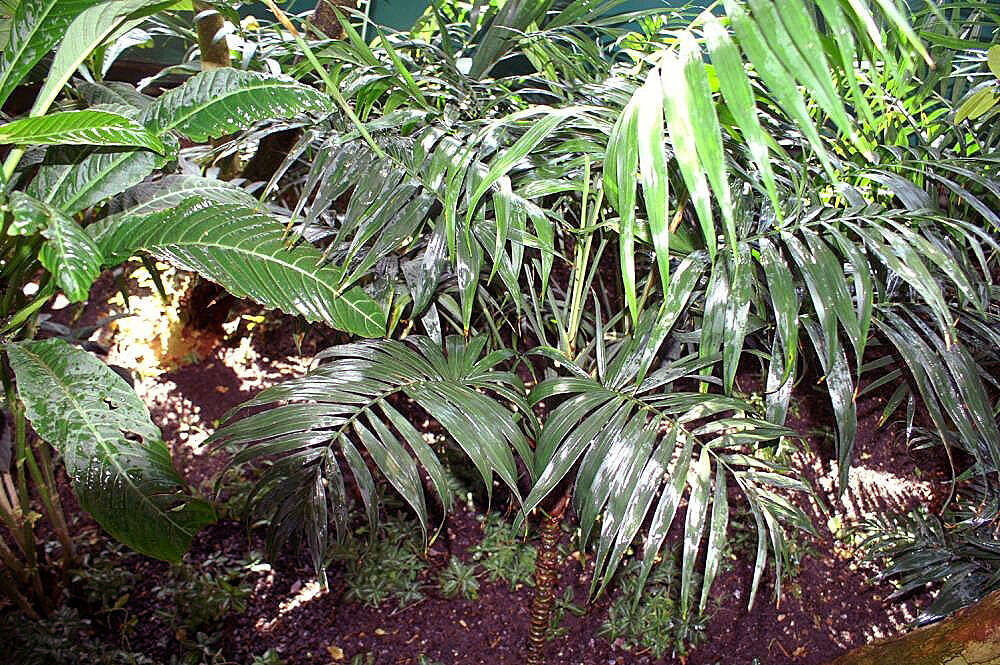 Image of parlor palm