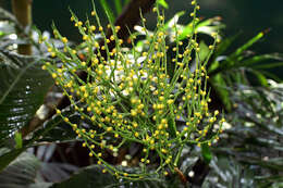 Image of parlor palm