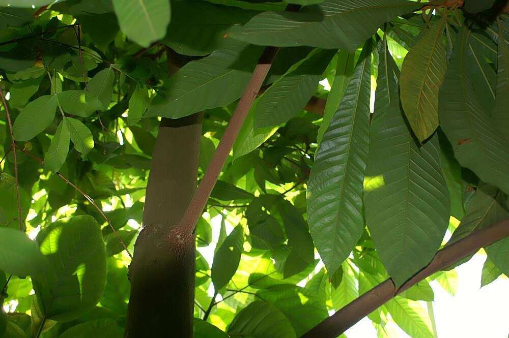 Image of mammee sapote