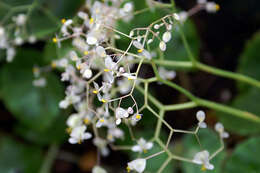 Слика од Begonia manicata Brongn.