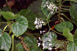 Слика од Begonia manicata Brongn.