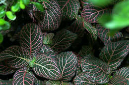 Fittonia albivenis (Lindl. ex Veitch) R. K. Brummitt resmi