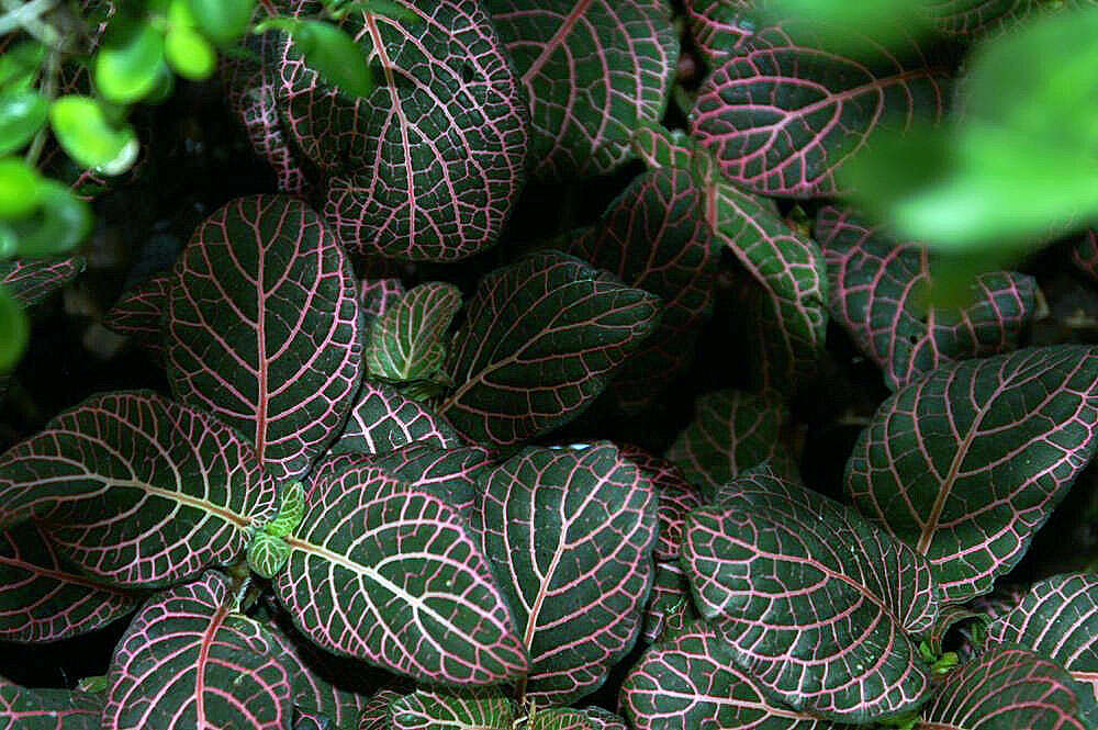 Fittonia albivenis (Lindl. ex Veitch) R. K. Brummitt resmi