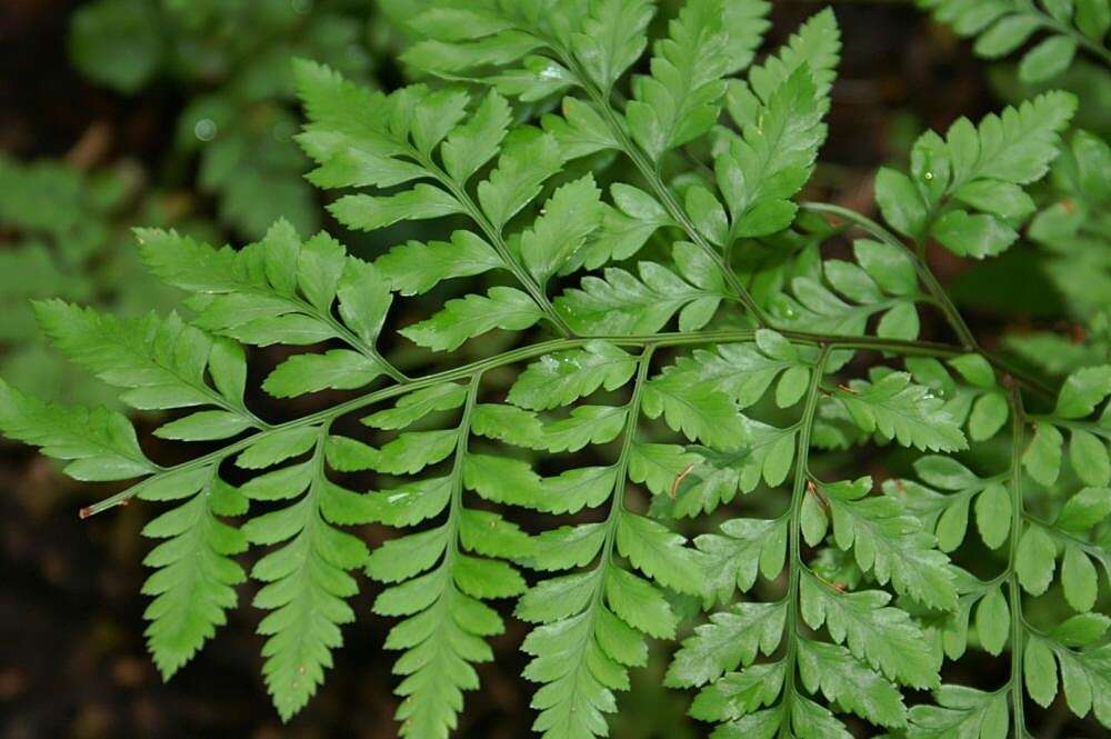 Image of iron fern