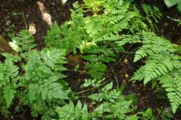 Image of iron fern