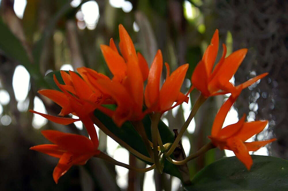 Image of Guarianthe aurantiaca (Bateman ex Lindl.) Dressler & W. E. Higgins