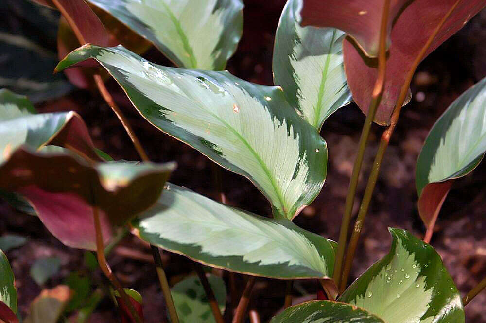 Plancia ëd Goeppertia picturata (K. Koch & Linden) Borchs. & S. Suárez