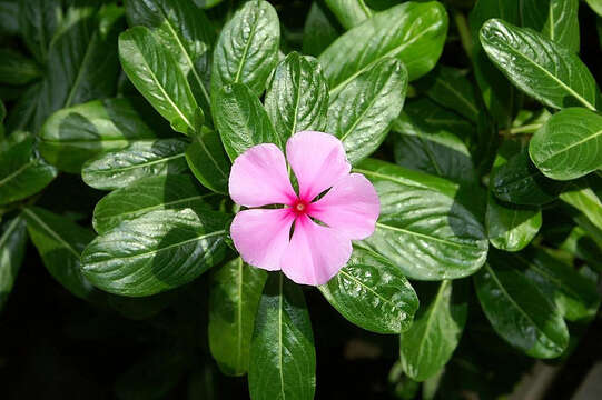 Imagem de Catharanthus roseus (L.) G. Don