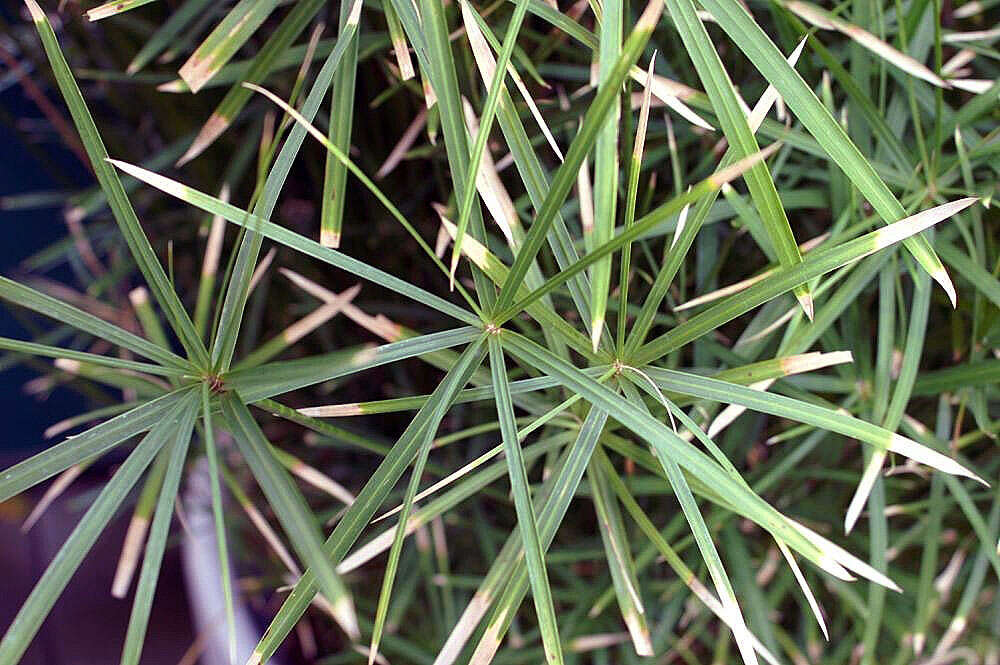 Sivun Cyperus alternifolius L. kuva