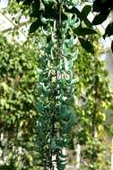 Image of Jade Vine