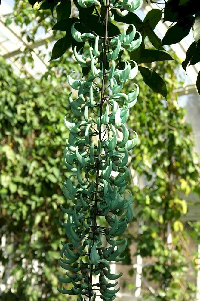 Image of Jade Vine