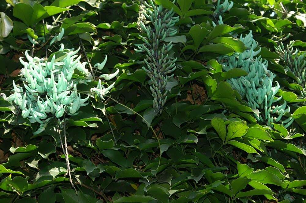 Image of Jade Vine