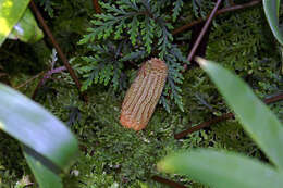 Image of Cycad