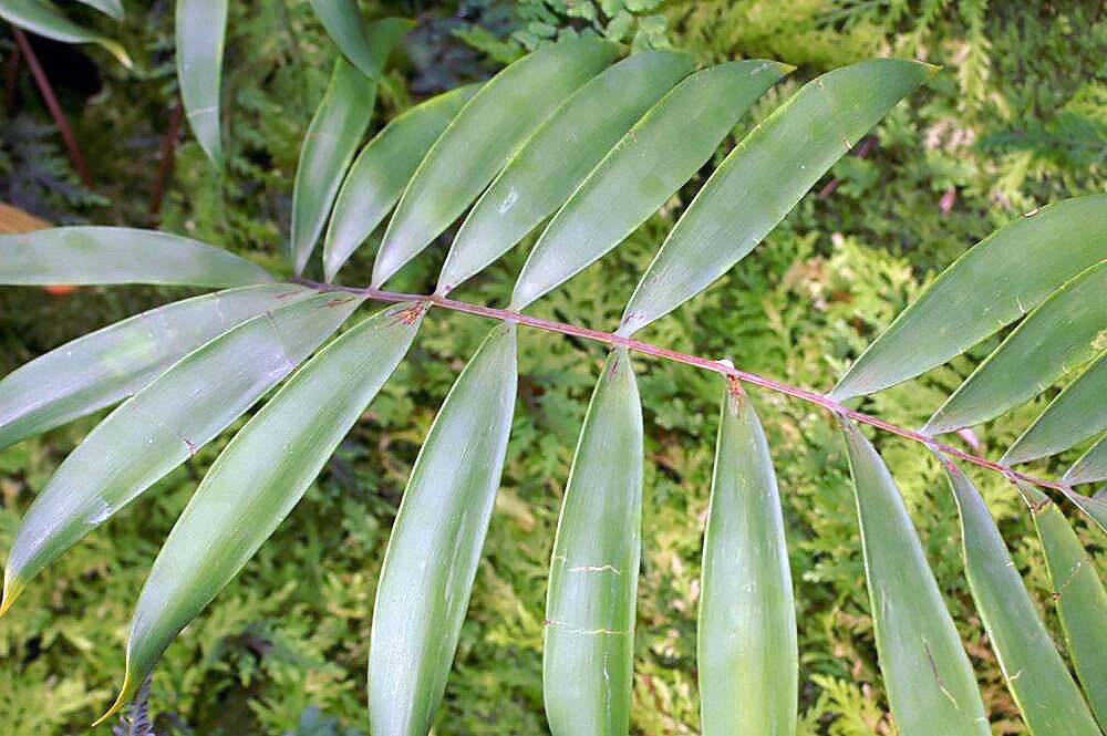 Image of Cycad