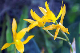 Image of Guarianthe aurantiaca (Bateman ex Lindl.) Dressler & W. E. Higgins