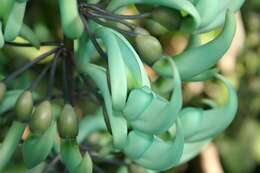 Image of Jade Vine