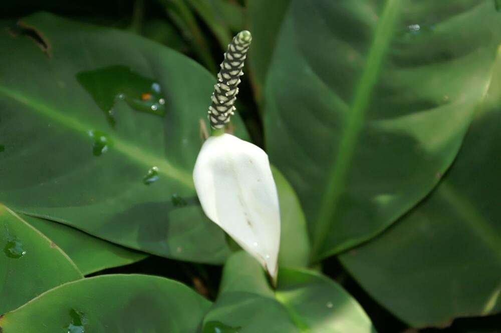 Image de Spathiphyllum floribundum (Linden & André) N. E. Br.