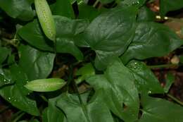 Image of Spathicarpa hastifolia Hook.