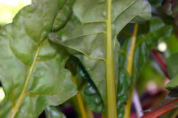 Image of Beta vulgaris subsp. vulgaris Cicla