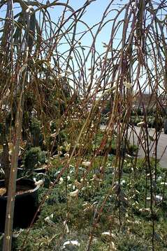 Image of goat willow