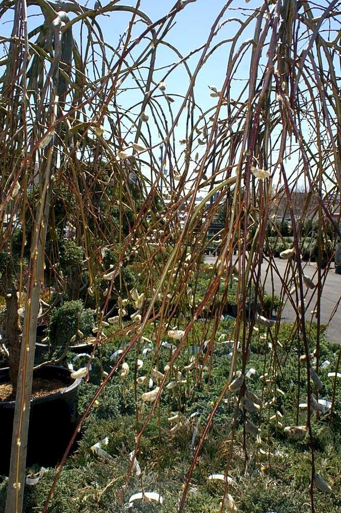 Image of goat willow