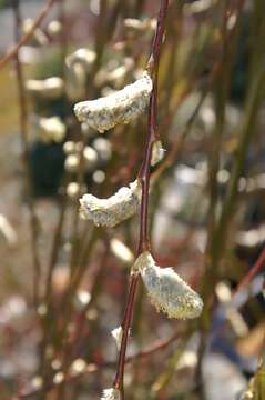 Image of goat willow