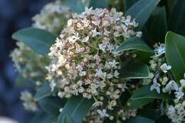 Imagem de Skimmia