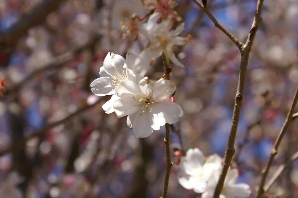 Plancia ëd Prunus subhirtella Miq.