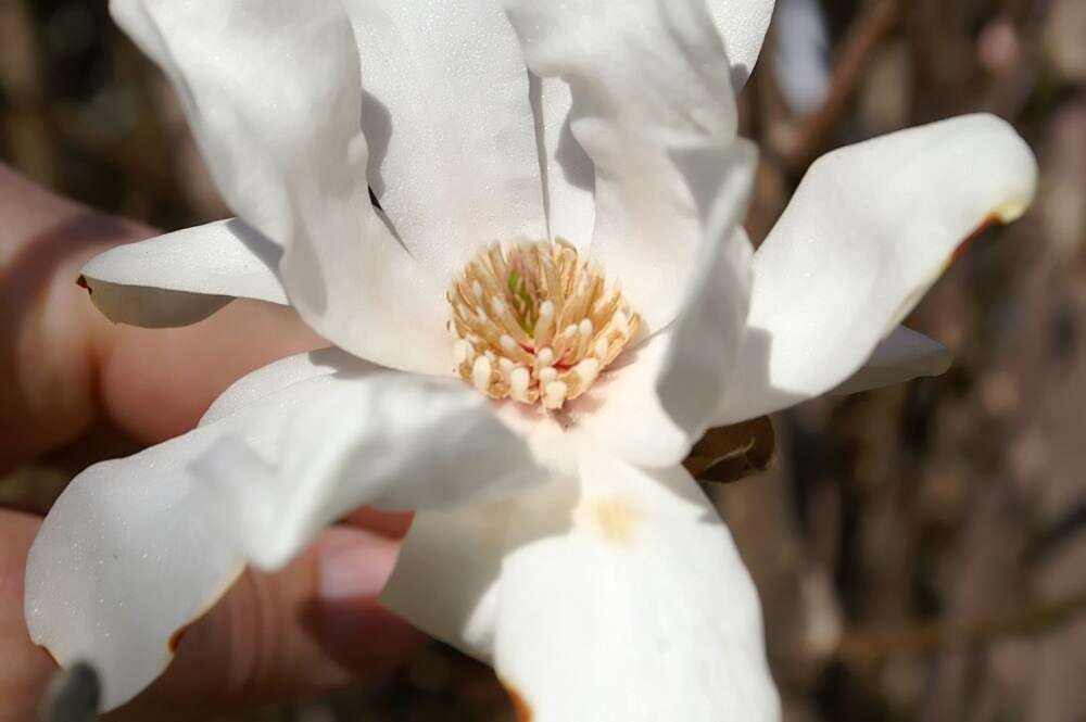 صورة Magnolia liliiflora Desr.