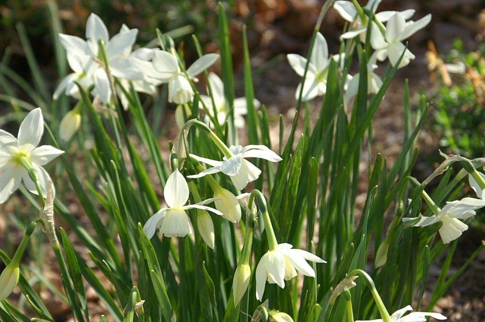 Image of Narcissus cernuus