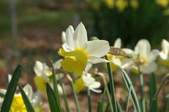 Image of Narcissus cernuus