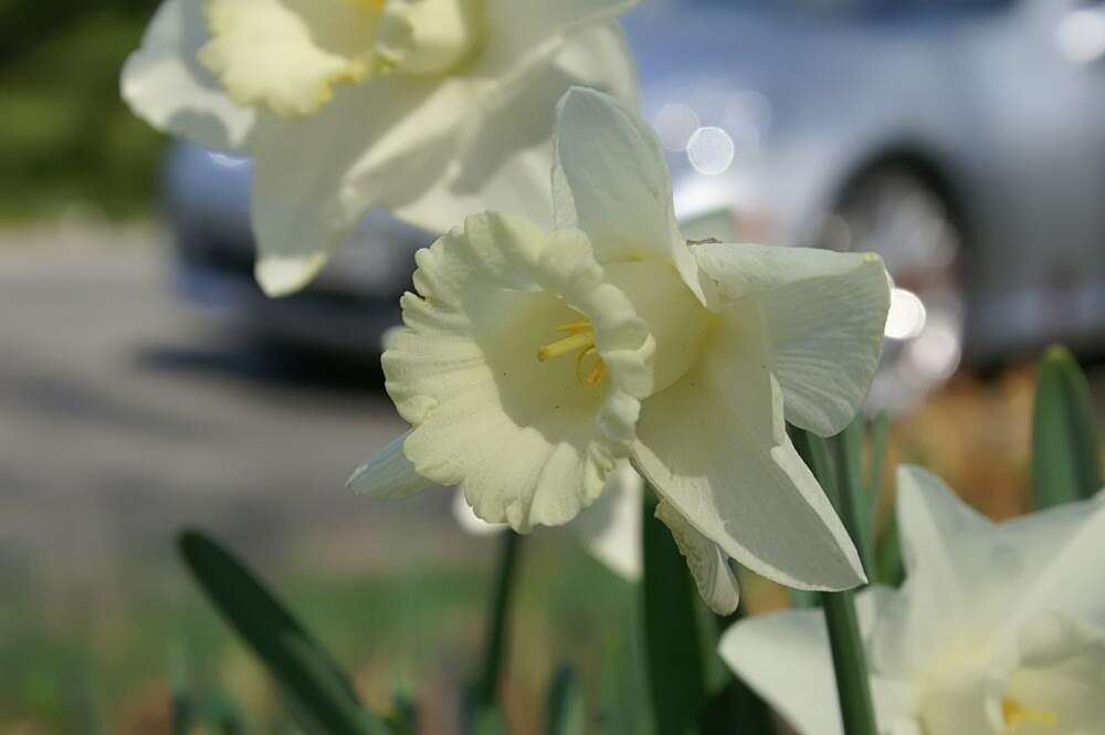 Image of Narcissus cernuus