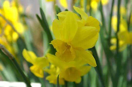 Image of Narcissus cernuus