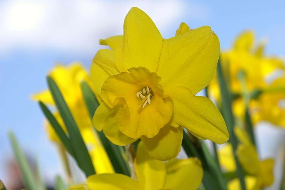 Image of Narcissus cernuus