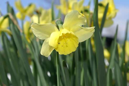 Image of Narcissus cernuus