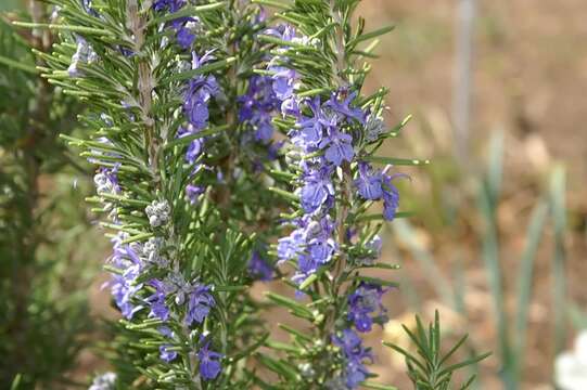 Imagem de Salvia rosmarinus Schleid.