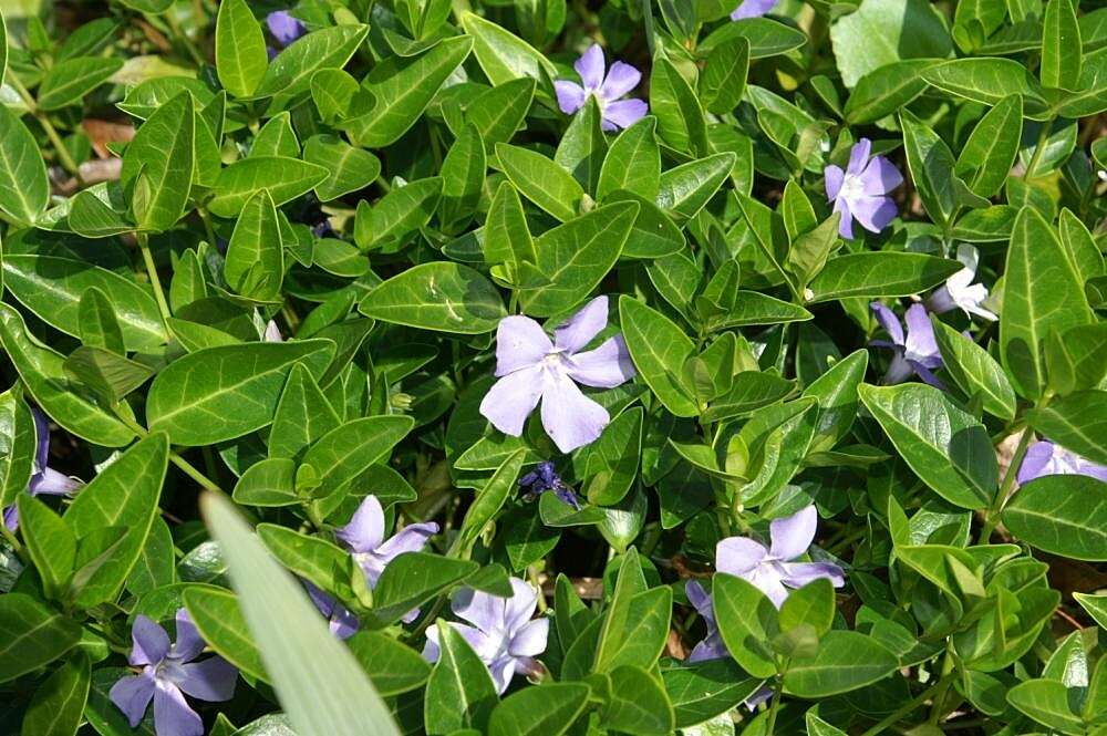 Image of Common Periwinkle