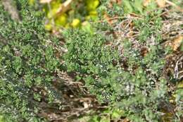 Image of Common Thyme