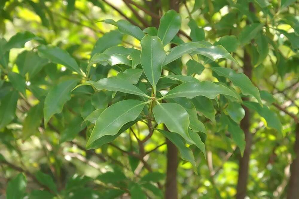 Imagem de Illicium anisatum L.