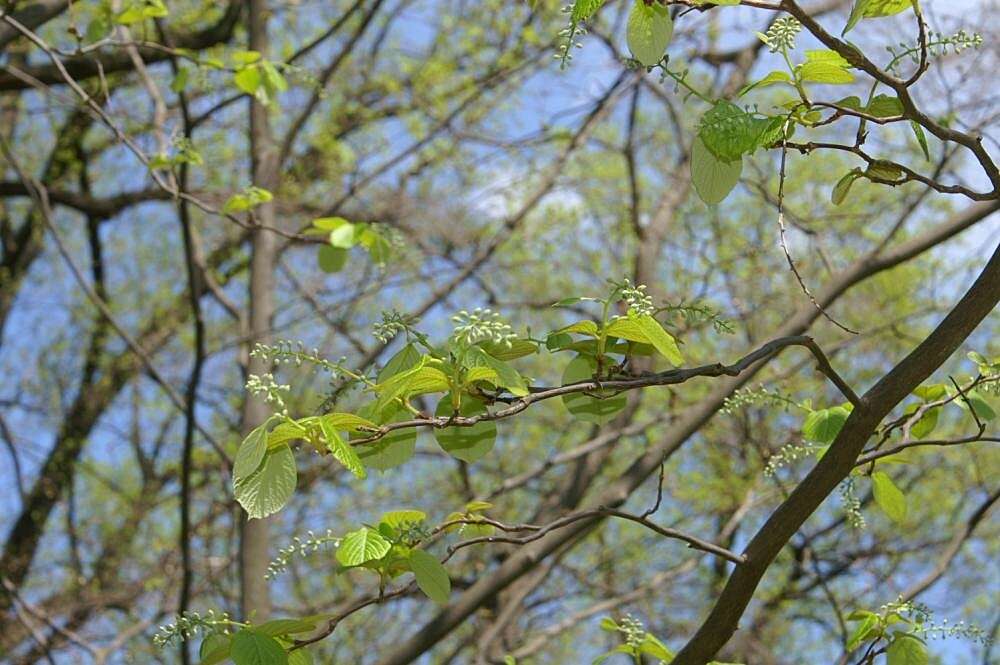 Plancia ëd Styrax obassia Siebold & Zucc.