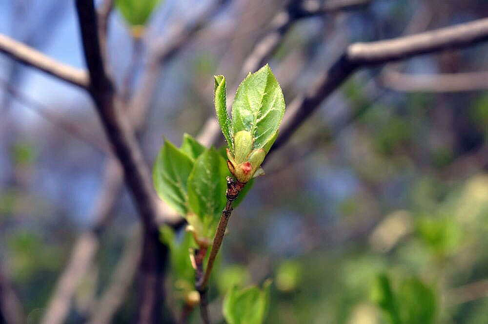 Image of Redvein Enkianthus