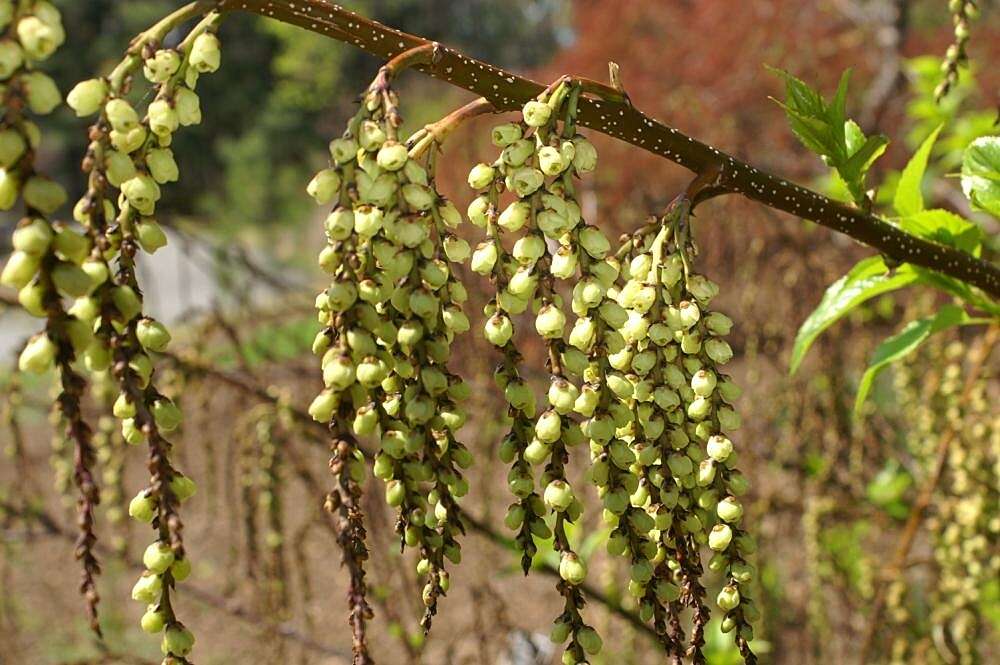 Image of Stachyurus praecox Sieb. & Zucc.