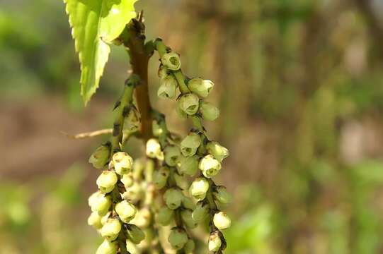 Image de Stachyurus praecox Sieb. & Zucc.