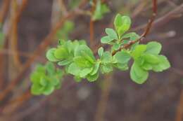 Imagem de Spiraea alba var. latifolia (Aiton) H. E. Ahles