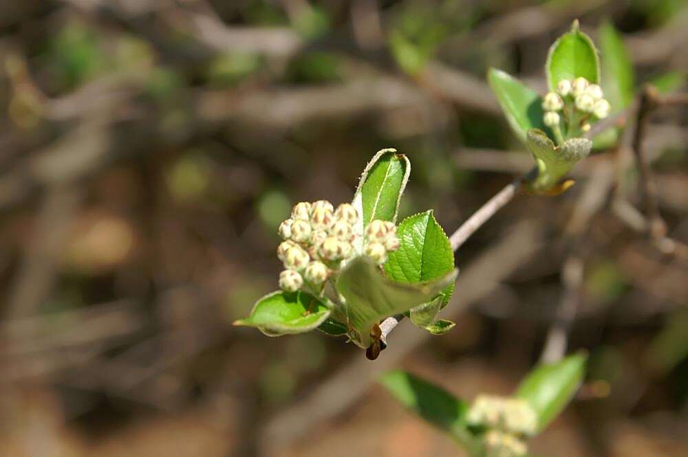 Plancia ëd Aronia arbutifolia (L.) Pers.