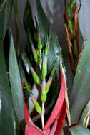 Image of billbergia