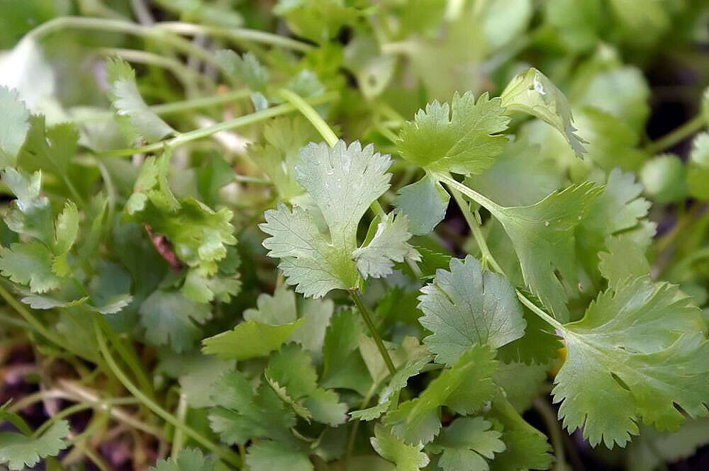 Image of coriander