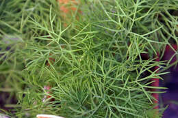 Image of dill