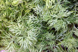 Image of dill